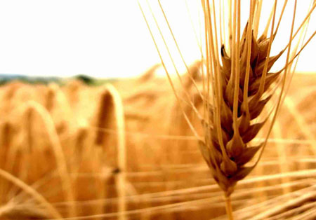 روز جهانی کشاورزی مبارک